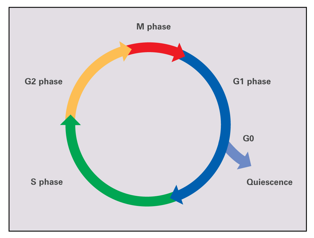 cell cycle | healthy well-being initiative