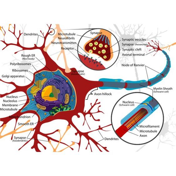 Beautiful, The o'jays and Brain lobes and functions