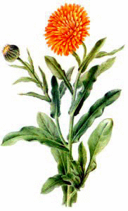 Free Flowers Clipart. Free Clipart Images, Graphics, Animated Gifs ...