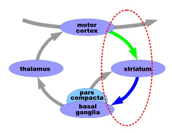 Parkinson's Biology | easy to understand explanations: Which nerve ...