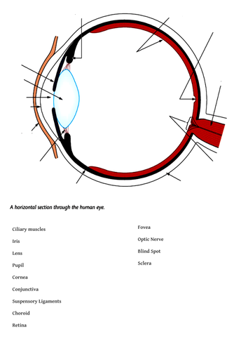 The Eye - diagram to label by canonuk - Teaching Resources - TES