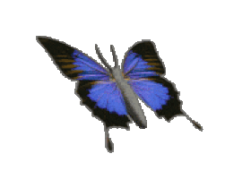 Name an Insect/Bug that you are grateful for!