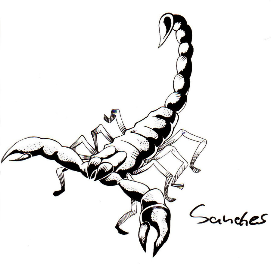Scorpion Drawings - ClipArt Best