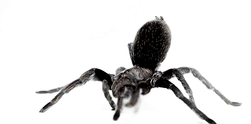 Cool Animated Spider Gif Images at Best Animations