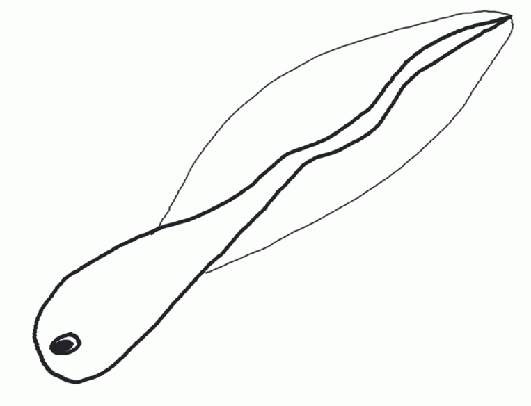 Tadpole Clip Art