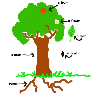 Clipart parts of a tree