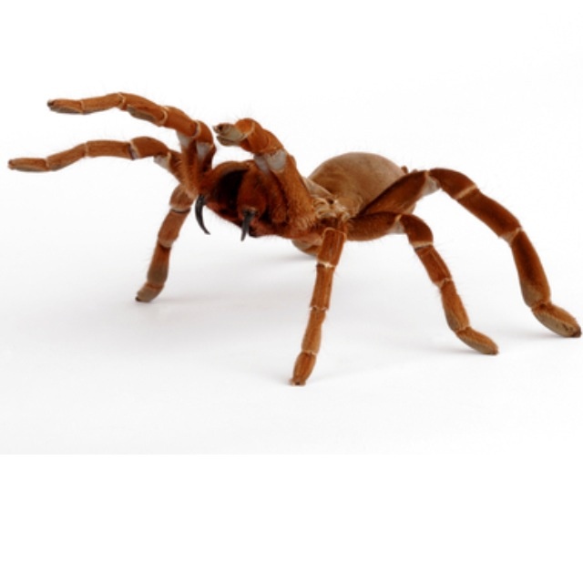 1000+ images about Spiders and bugs | Deserts, Pink ...