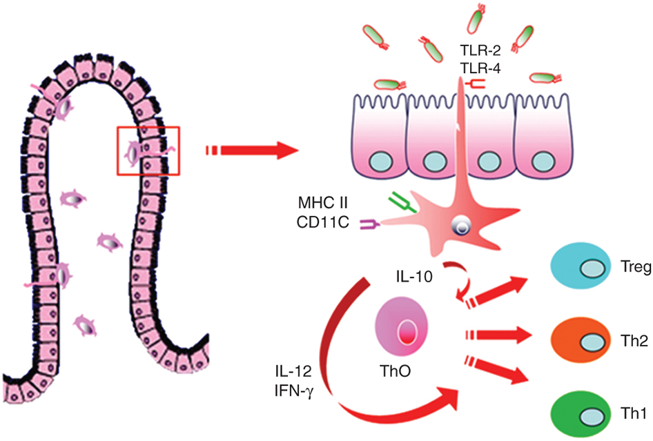 Breast milk, microbiota, and intestinal immune homeostasis ...