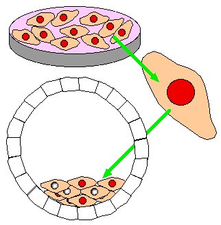 Homolgous Recombination & Knockout Mouse