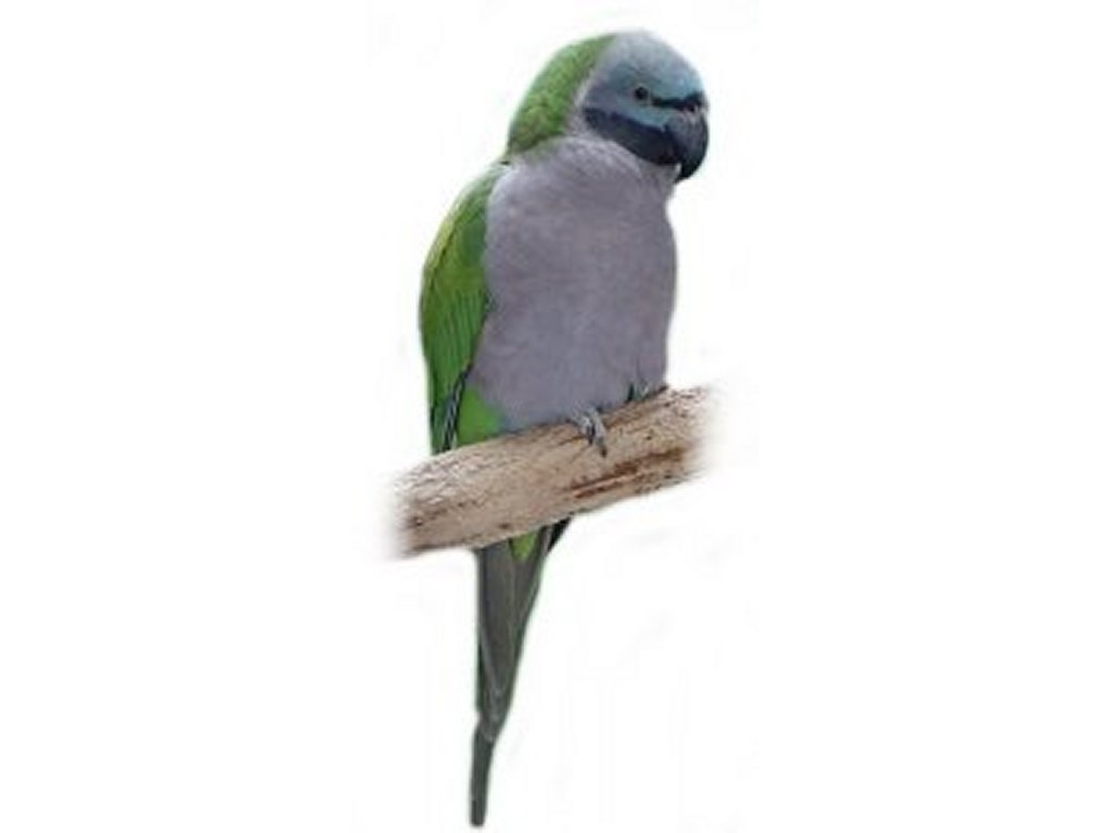 free Pelican clipart pictures