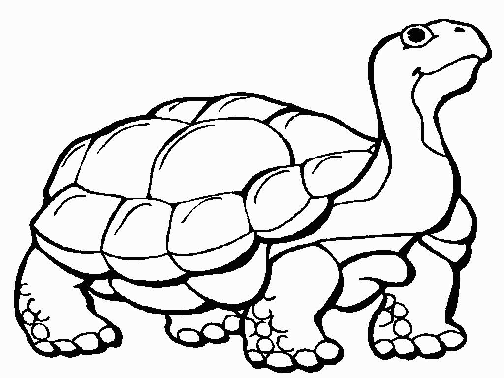Copper Mountain College - Tortoise Fun Tracs