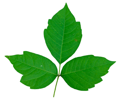 Green ivy leaves clipart