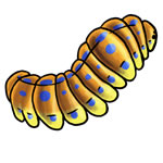 Butterfly Pictures: The LARGEST Free Butterfly Picture Website!