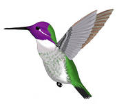 Hummingbird Clipart - Free Clipart Images