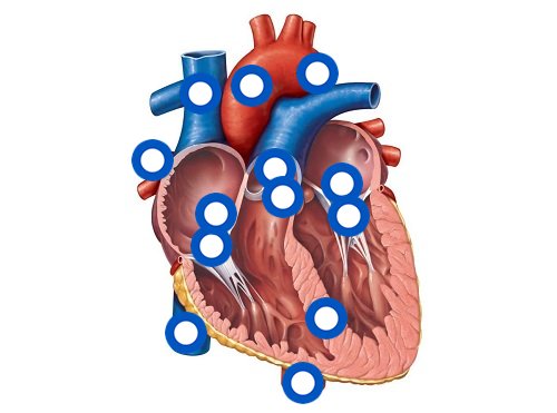 Aorta-largest artery;carries oxygen rich blood away from ...
