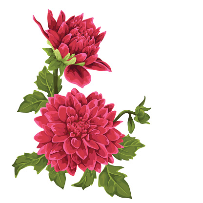 Dahlia Clip Art, Vector Images & Illustrations