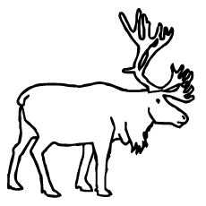 Top 10 Caribou Coloring Pages For Toddlers