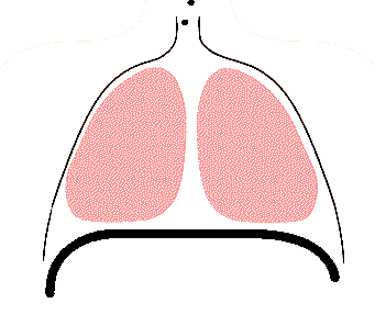 2. Mechanics of Respiration • Functions of Cells and Human Body