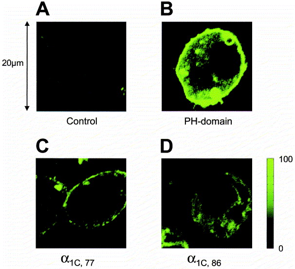 A sequence in the carboxy-terminus of the ?1C subunit important ...
