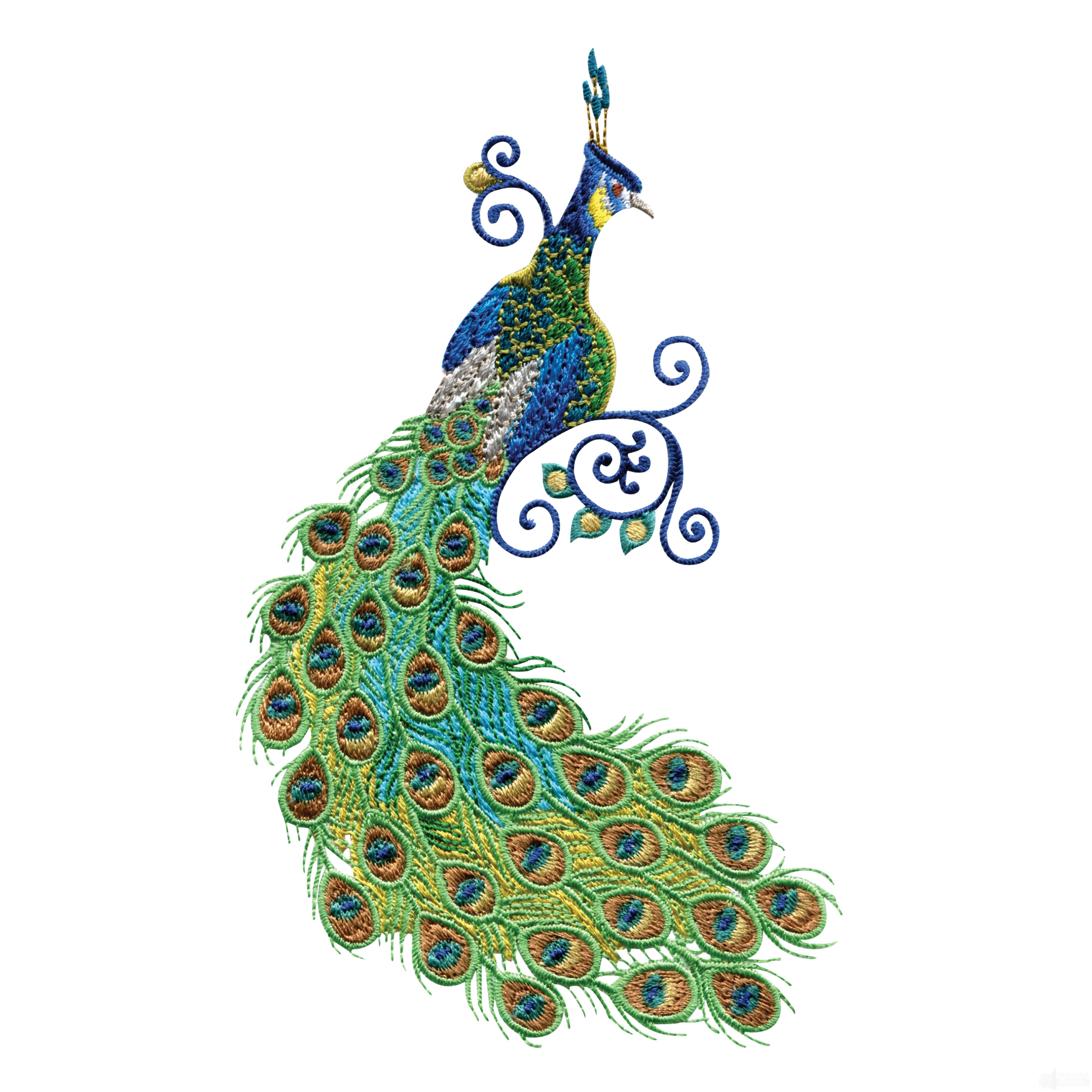 Peacock Images Collection (46+)