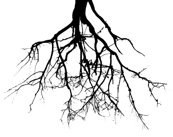Simple Tree Root Clipart