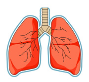 Lungs clipart