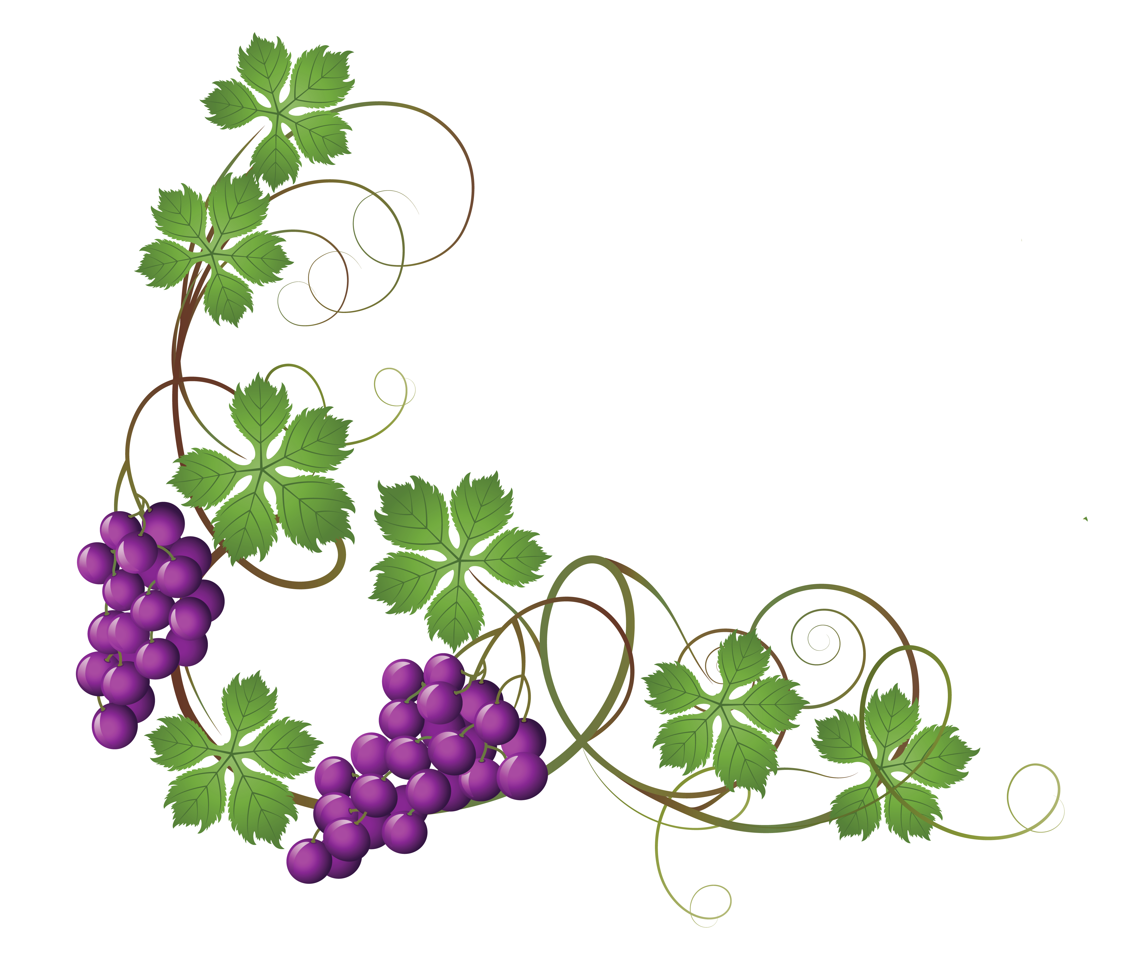Vine Clipart | Free Download Clip Art | Free Clip Art | on Clipart ...