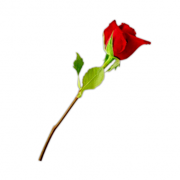 Long stem red rose clipart