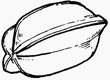 Dunia Sekolah: Gambar Hitam Putih (Drawing) - Buah & Sayuran