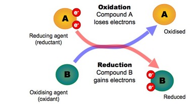 8.1 Cell Respiration | BioNinja