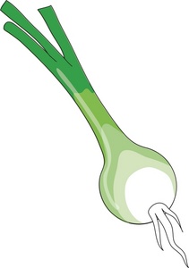 Vegetables Clipart Image - Fresh Grown Garden Vegetable - Shallot