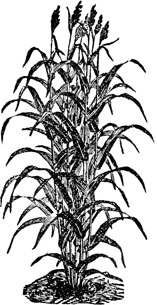 Sugarcane Clipart | Free Download Clip Art | Free Clip Art | on ...