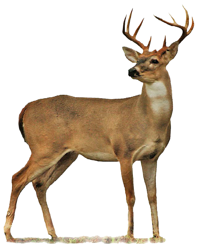 Whitetail deer clipart full body