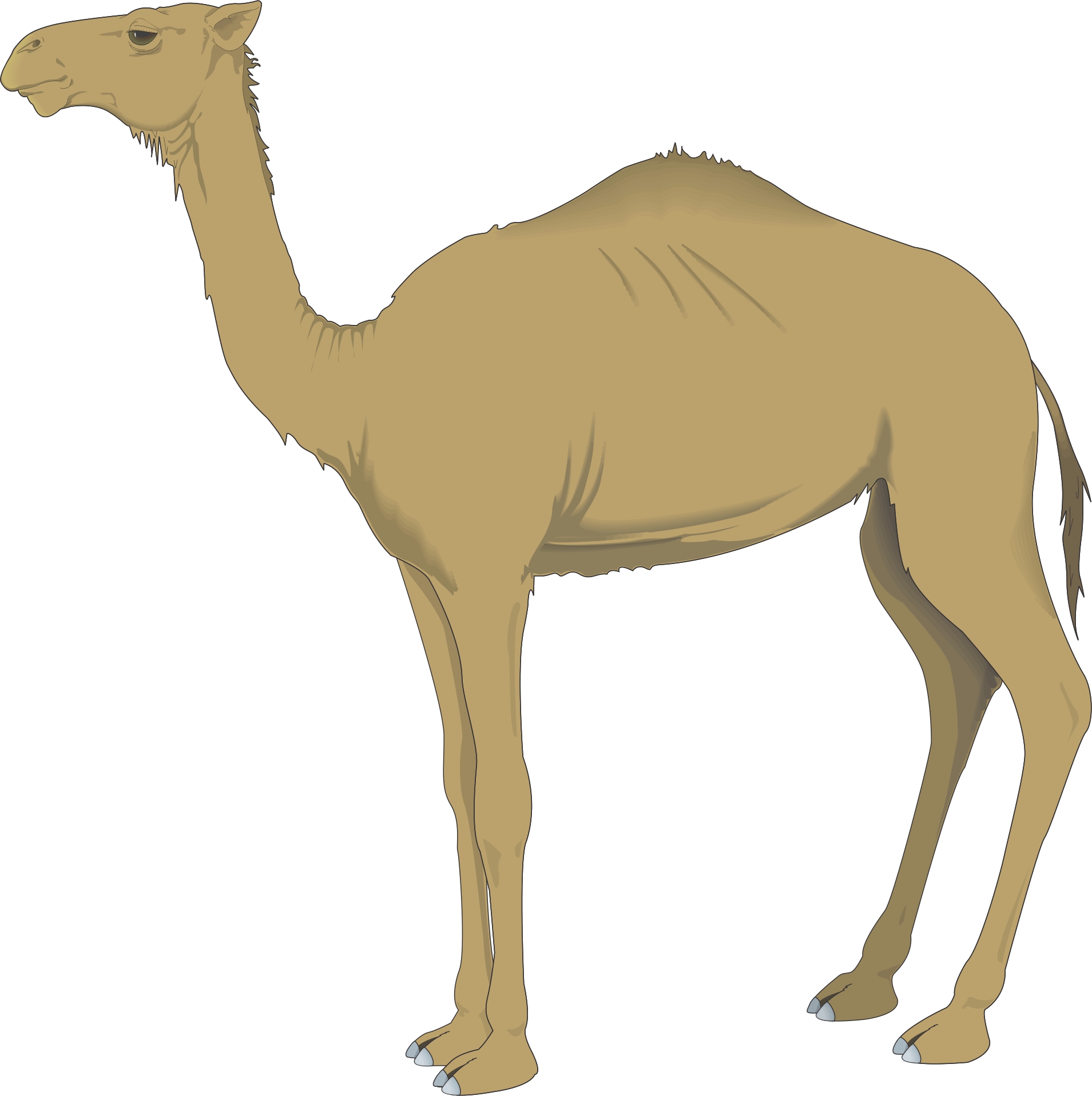 Cartoon Camel