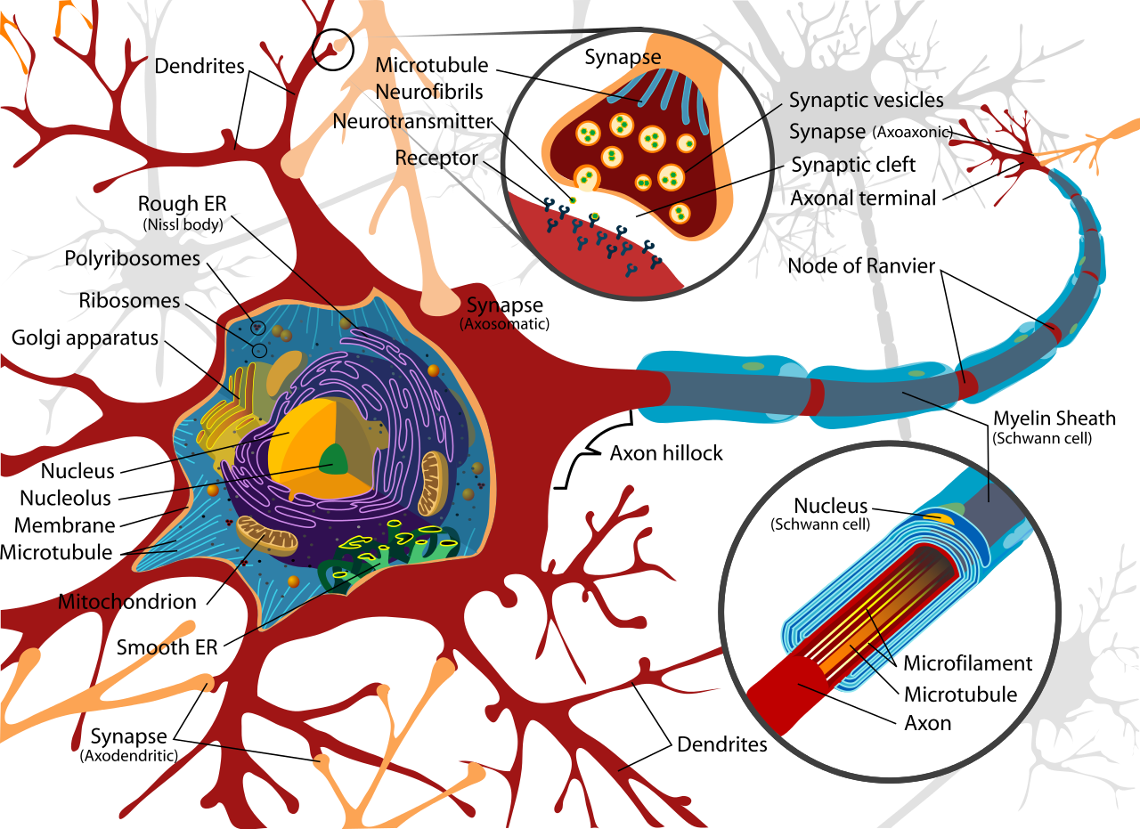 final anatomy - Biology 521 with Richmond at University of ...