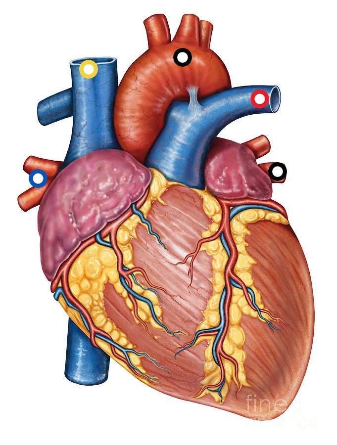 human heart - ThingLink