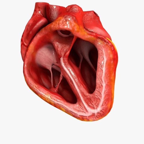 3D model Animated Realistic Human Heart - Medically Accurate VR ...