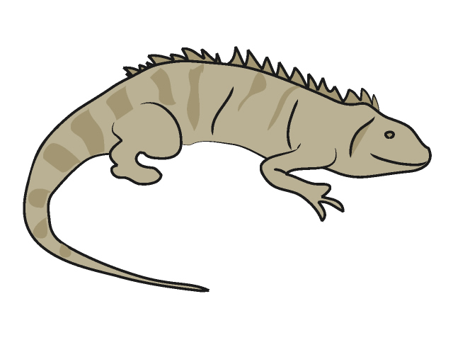 05-Iguana Clip Art Animal | Free Download
