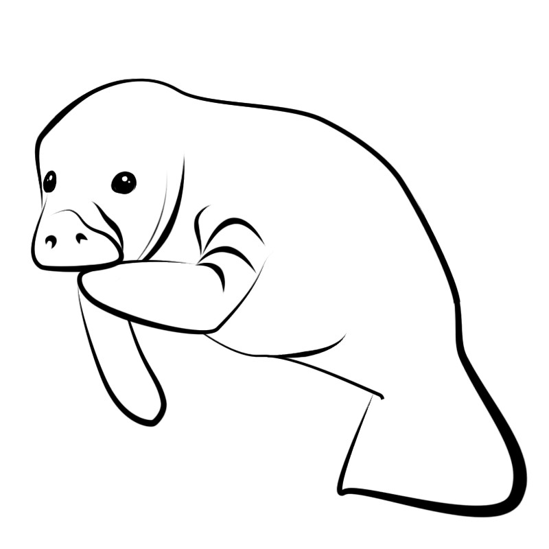 Manatee Clip Art - Clipartion.com