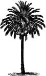 Trees: D-H | ClipArt ETC