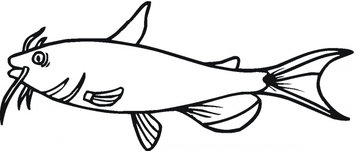 Catfish Drawing - ClipArt Best