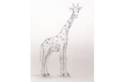 The nature trail giraffe and elephant pencil drawing memphis zoo ...
