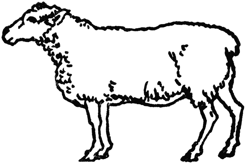 How do I make these sheep sexy?