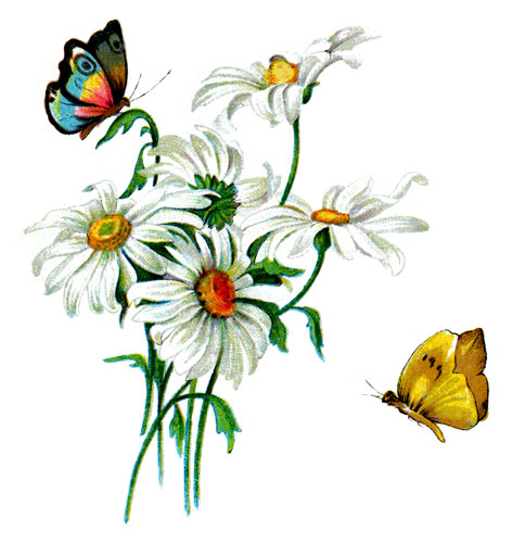 drawings-of-butterflies-6.jpg