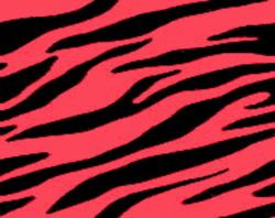 Zebra Photos and Pictures | 106 Items | Page 3 of 5