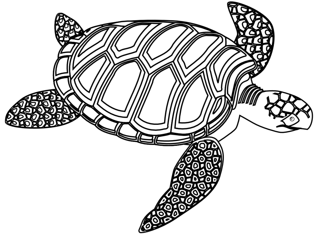 Turtle Clip Art Clipart - Free to use Clip Art Resource
