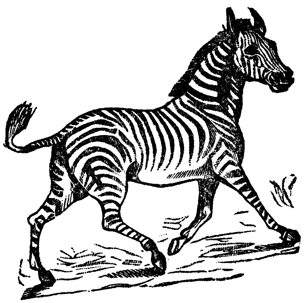 zebra printable