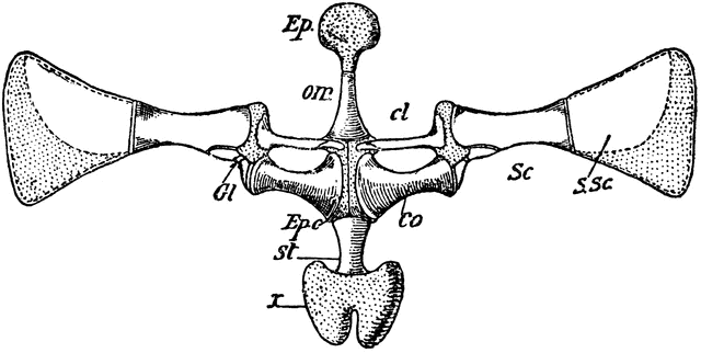 Frog Pectoral Girdle | ClipArt ETC