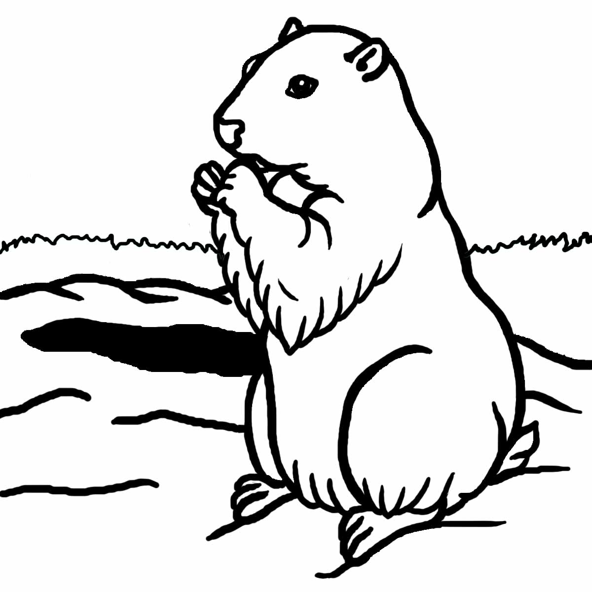 Holyoke, Mass » Blog Archive » No Faith in Ground Hog