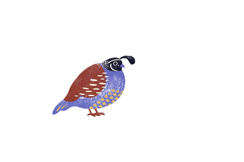 bird animation gif | Tumblr
